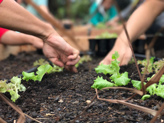 Hands-on learning at Kahuku Farms