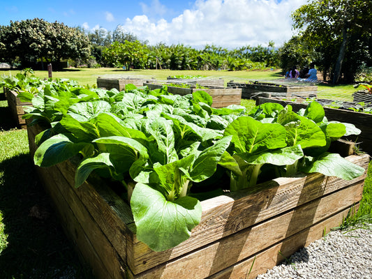 DIY: Raised Bed Garden - The Secret to Healthy Soil