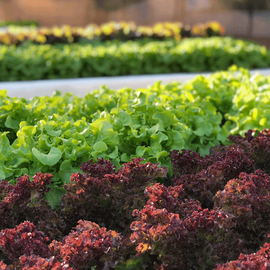 "Lettuce" talk about hydroponics!