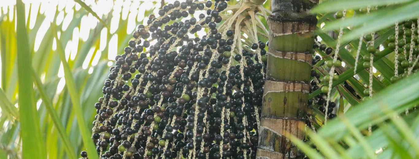 ripe hawaiian acai berries on acai palm tree