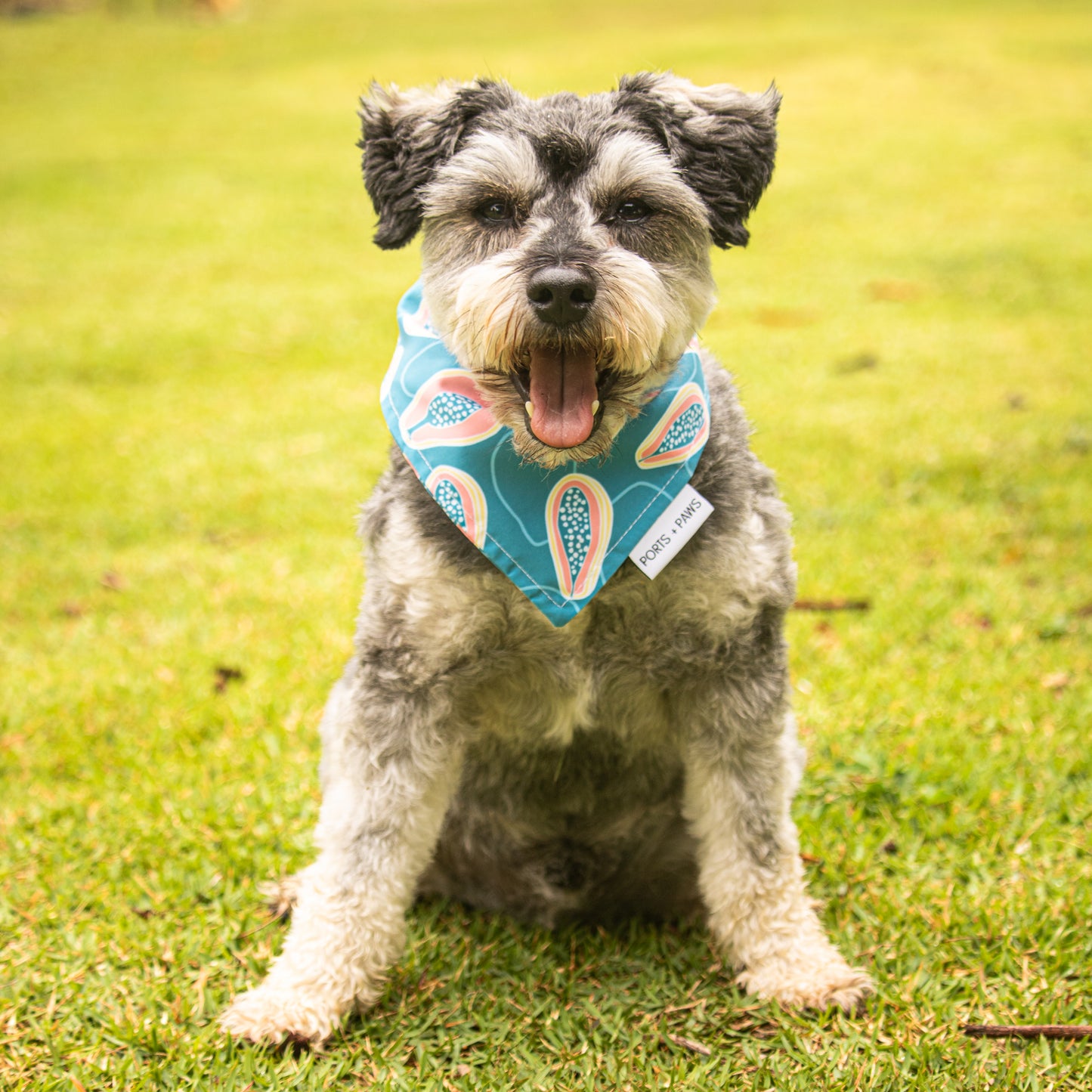 Papaya Doggie Bandana