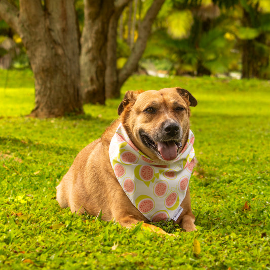 brown dog wearing white and pink guava dog bandana