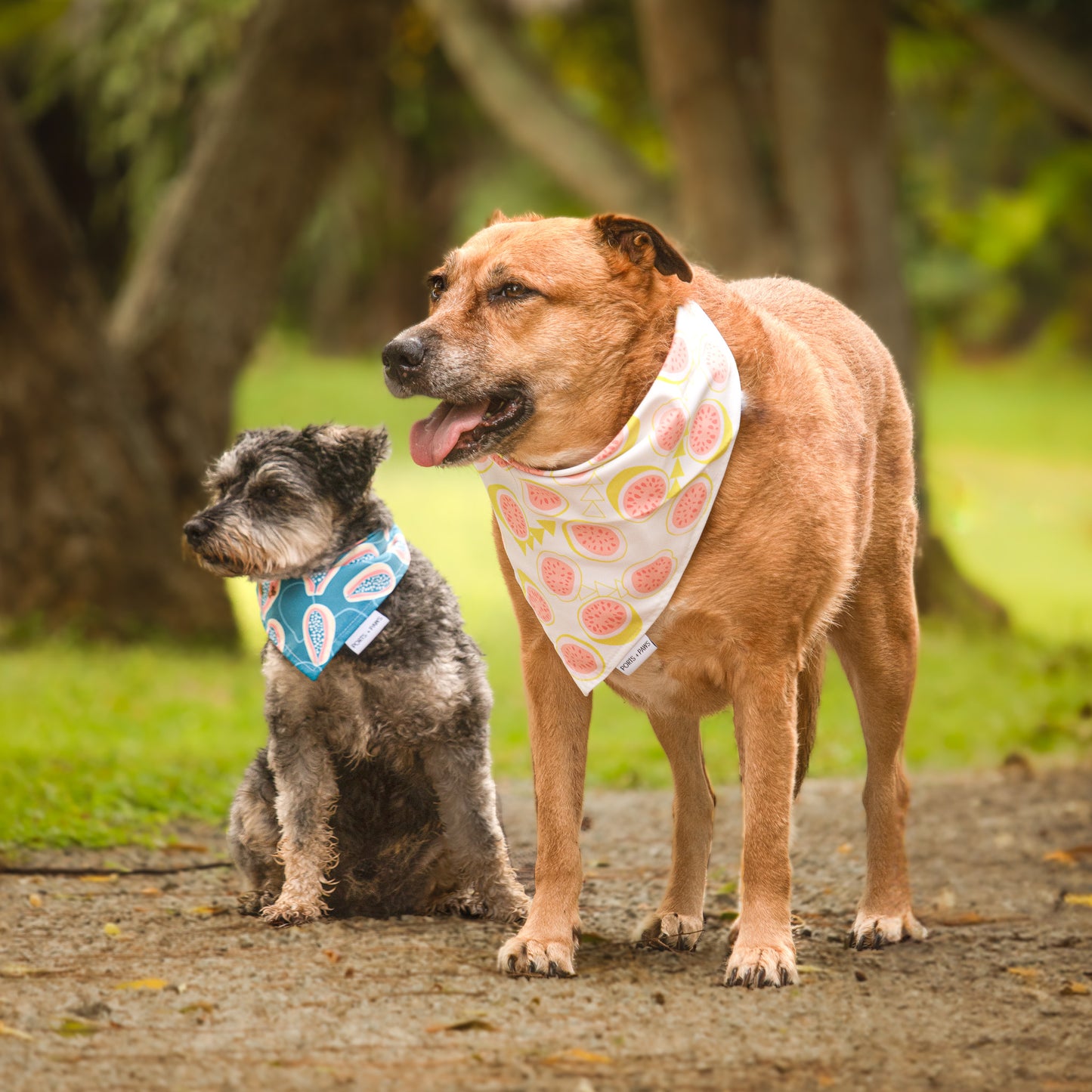 Guava Doggie Bandana