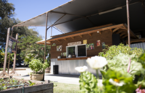 smoothie shack