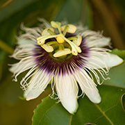 passionfruit flower