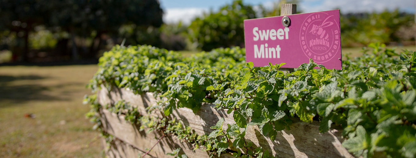 sweet mint in garden bed
