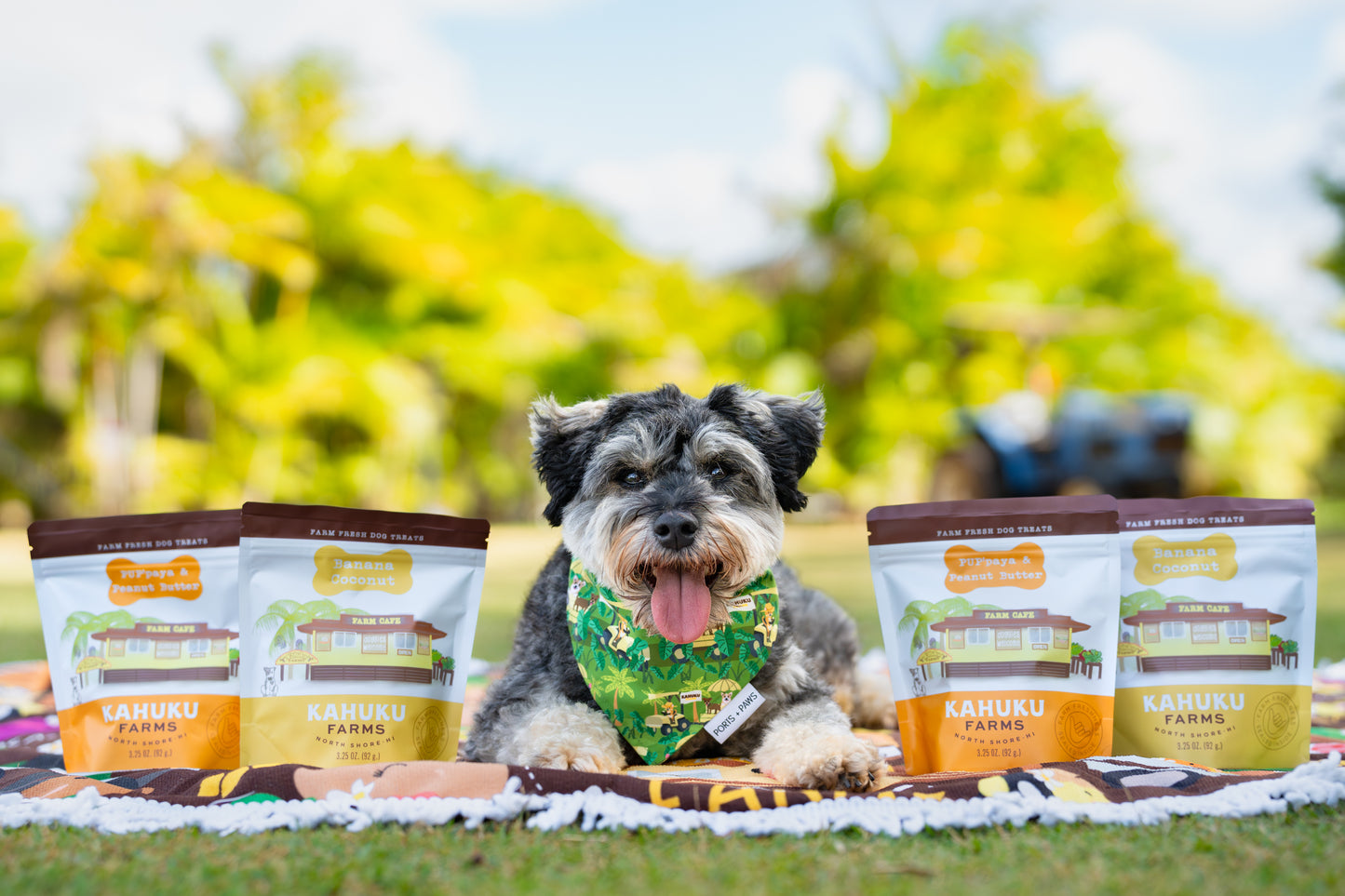 small dog with 4 bags of dog treats