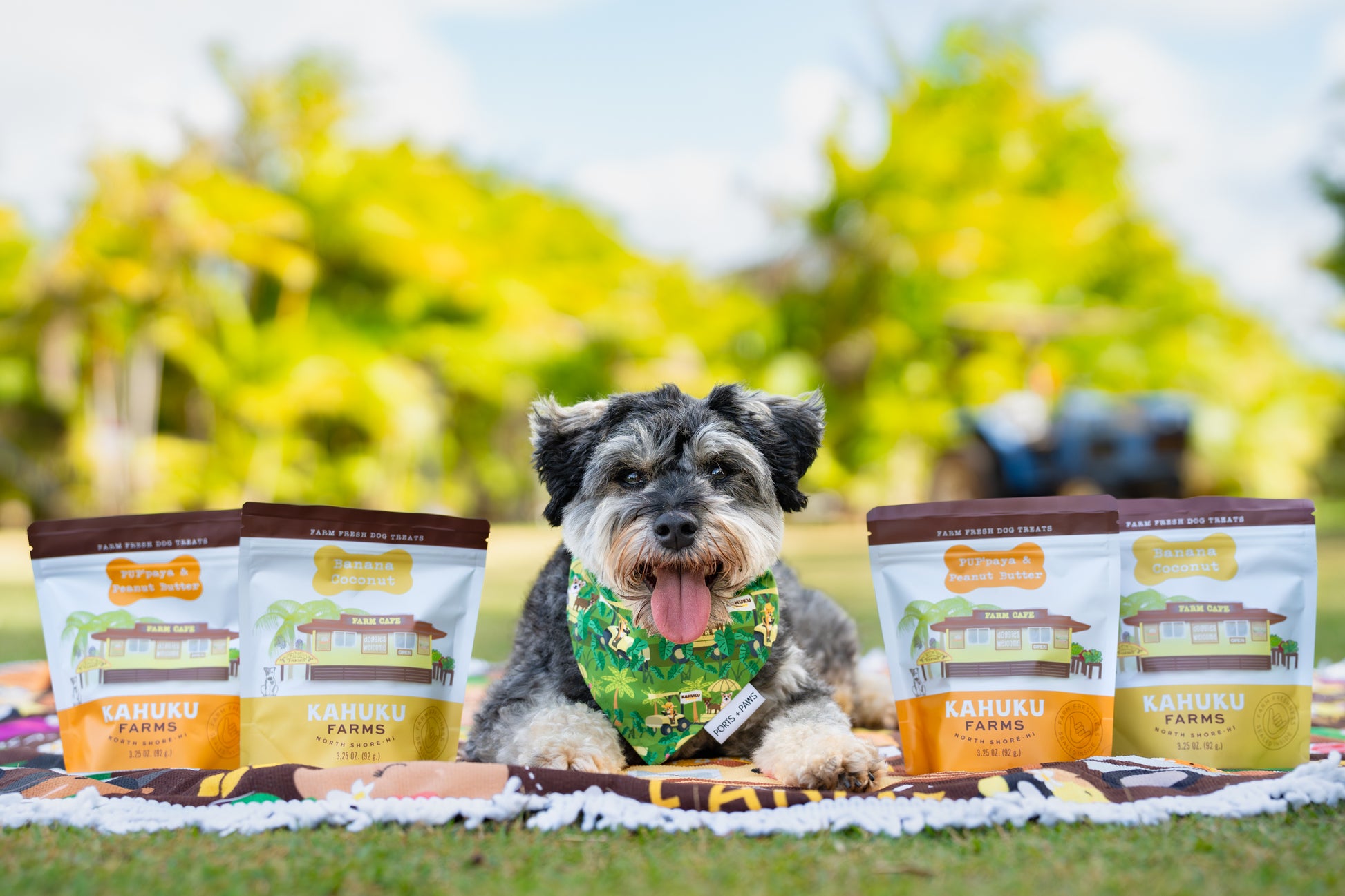 small dog with 4 bags of dog  treats