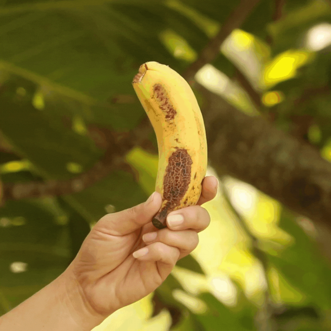 ripe banana turned into delicious smoothie