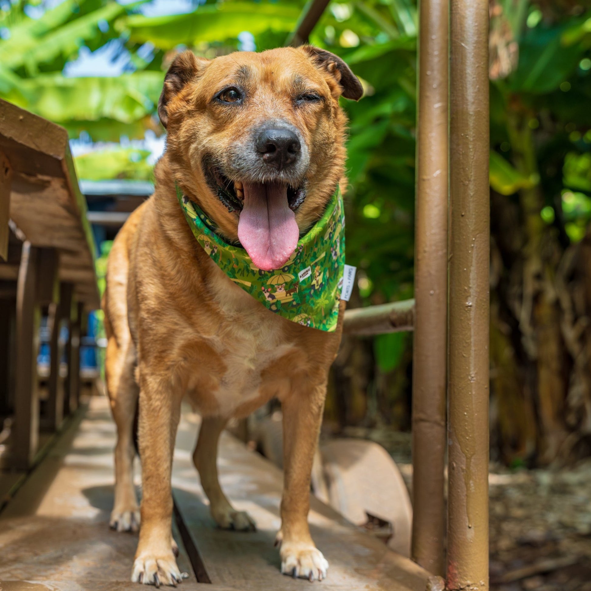 Kahuku Farms Doggie Bandana - Main Image
