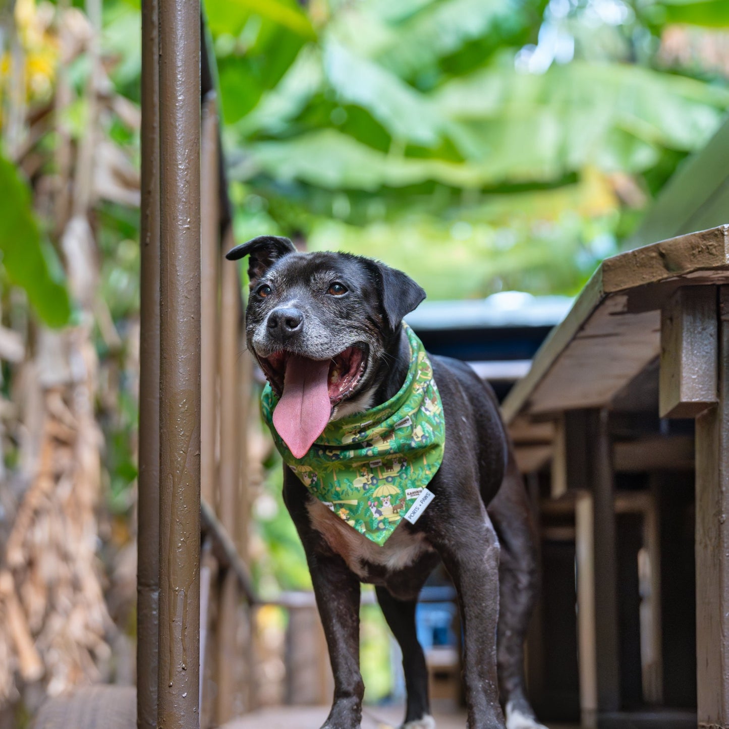 Kahuku Farms Doggie Bandana