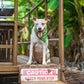 Kahuku Farms Doggie Bandana