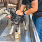 Honey Mango Doggie Shampoo